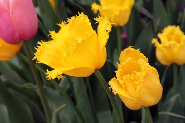 Lale Floriade, Canberra renklere çeşitli güzel görüntü