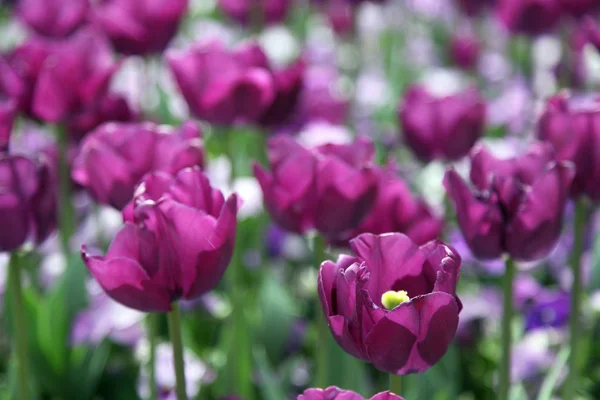 Hermosa Exhibición Tulipanes Una Variedad Colores Floriade Canberra —  Fotos de Stock
