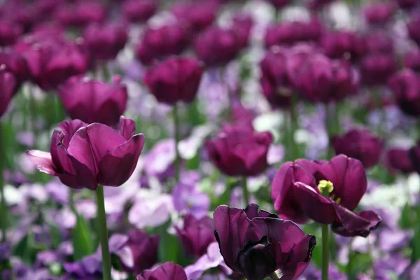 Tulpenpracht Verschiedenen Farben Bei Floriade Canberra — Stockfoto
