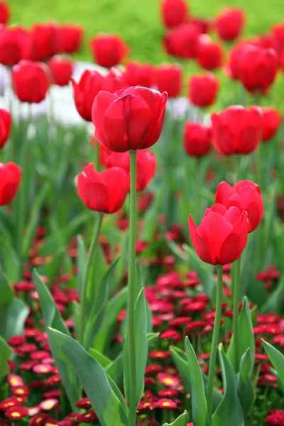 Piękny Pokaz Tulipany Różnych Kolorach Floriade Canberra — Zdjęcie stockowe