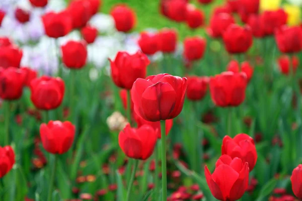 Piękny Pokaz Tulipany Różnych Kolorach Floriade Canberra — Zdjęcie stockowe