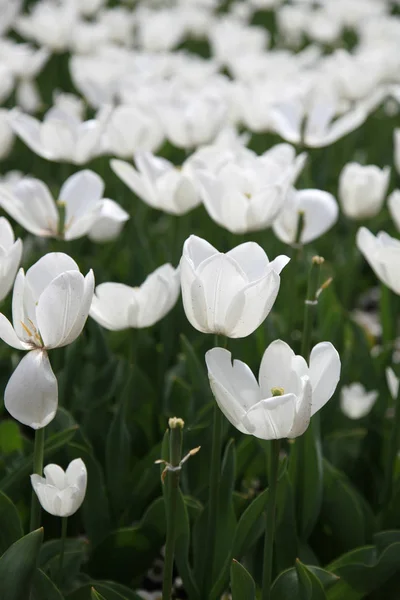 Linda Exibição Tulipas Uma Variedade Cores Floriade Canberra — Fotografia de Stock