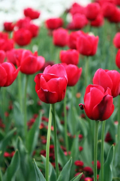 Piękny Pokaz Tulipany Różnych Kolorach Floriade Canberra — Zdjęcie stockowe