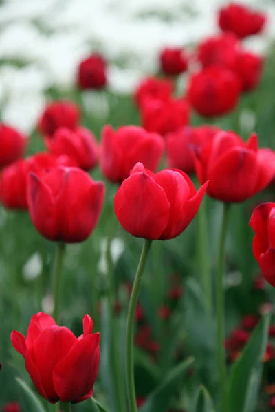 Linda Exibição Tulipas Uma Variedade Cores Floriade Canberra — Fotografia de Stock