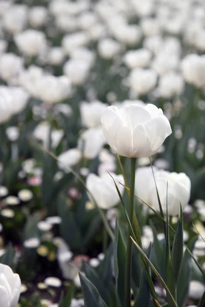 Linda Exibição Tulipas Uma Variedade Cores Floriade Canberra — Fotografia de Stock