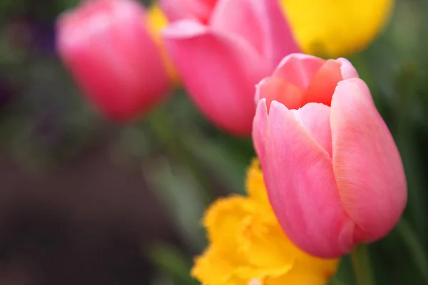 Beautiful Display Tulips Variety Colours Floriade Canberra — Stock Photo, Image