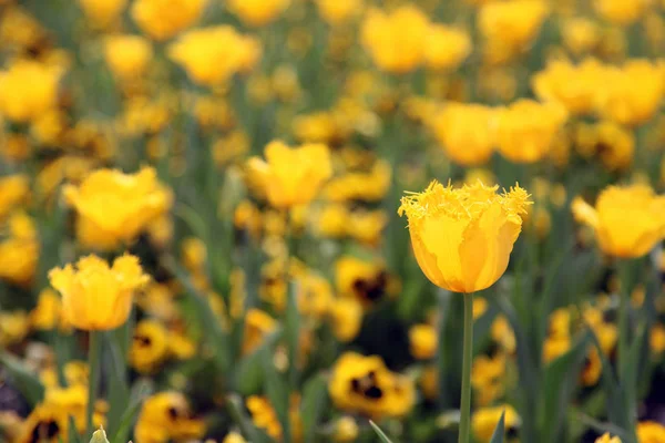 Mooie Weergave Van Tulpen Een Verscheidenheid Van Kleuren Floriade Canberra — Stockfoto