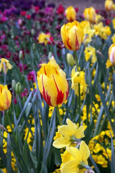 Hermosa Exhibición Tulipanes Una Variedad Colores Floriade Canberra — Foto de Stock