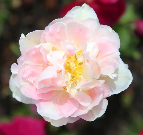 Mooie Weergave Van Tulpen Een Verscheidenheid Van Kleuren Floriade Canberra — Stockfoto