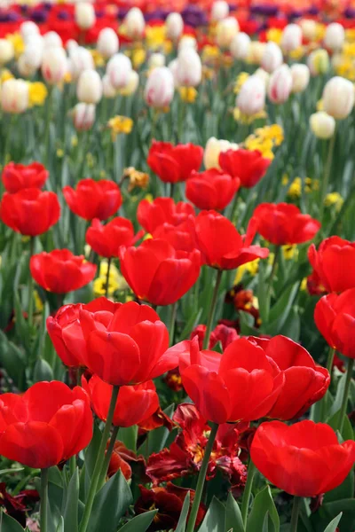 Vackra Visning Tulpaner Olika Färger Floriade Canberra — Stockfoto