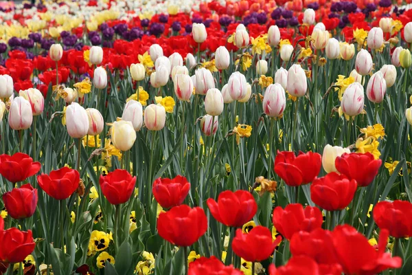 Belle Exposition Tulipes Dans Une Variété Couleurs Floriade Canberra — Photo
