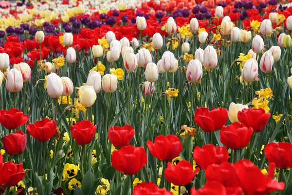 Lale Floriade, Canberra renklere çeşitli güzel görüntü