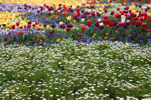 Hermosa Exhibición Tulipanes Una Variedad Colores Floriade Canberra — Foto de Stock