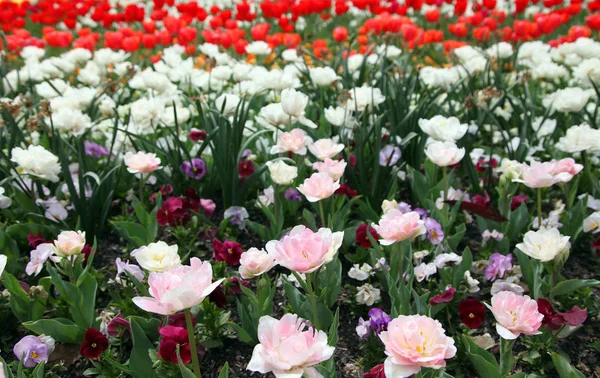 Piękny Pokaz Tulipany Różnych Kolorach Floriade Canberra — Zdjęcie stockowe