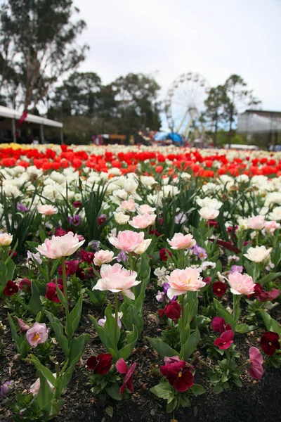 Mooie Weergave Van Tulpen Een Verscheidenheid Van Kleuren Floriade Canberra — Stockfoto