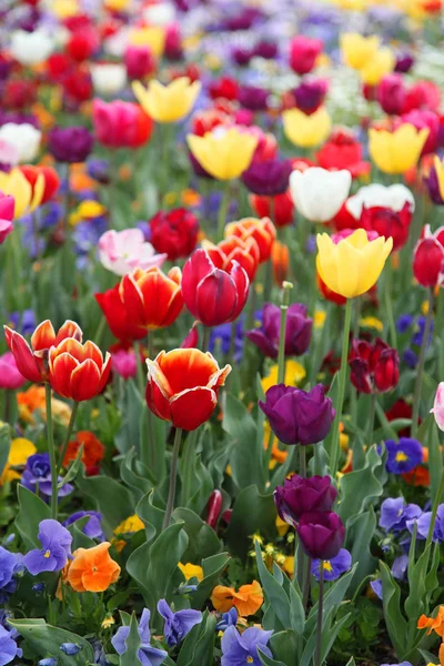 Hermosa Exhibición Tulipanes Una Variedad Colores Floriade Canberra —  Fotos de Stock