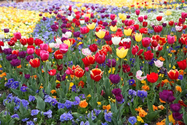 Lale Floriade, Canberra renklere çeşitli güzel görüntü