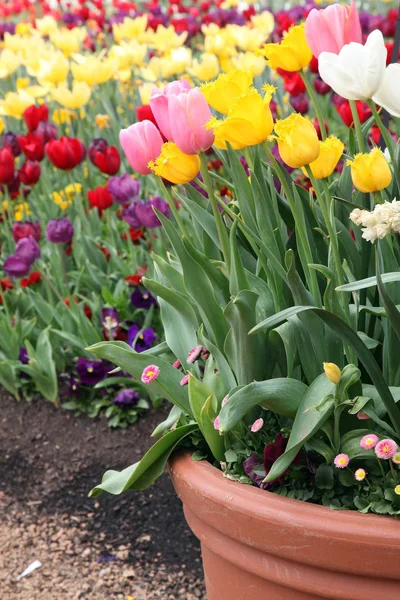 Hermosa Exhibición Tulipanes Una Variedad Colores Floriade Canberra — Foto de Stock