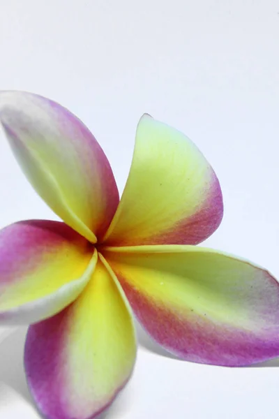 Närbild Vackra Gula Och Rosa Frangipani Blomma Isolerad Vit Bakgrund — Stockfoto
