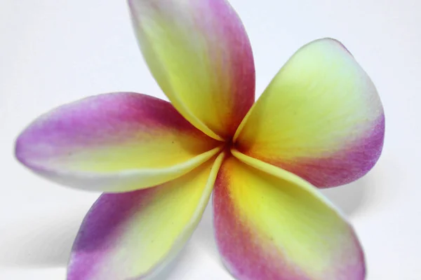 Primo Piano Bel Fiore Frangipani Giallo Rosa Isolato Sfondo Bianco — Foto Stock