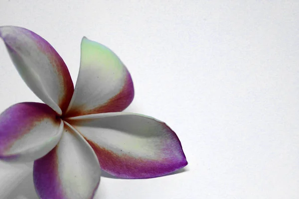 Beyaz Arka Plan Üzerinde Izole Sarı Pembe Güzel Frangipani Çiçeğinin — Stok fotoğraf