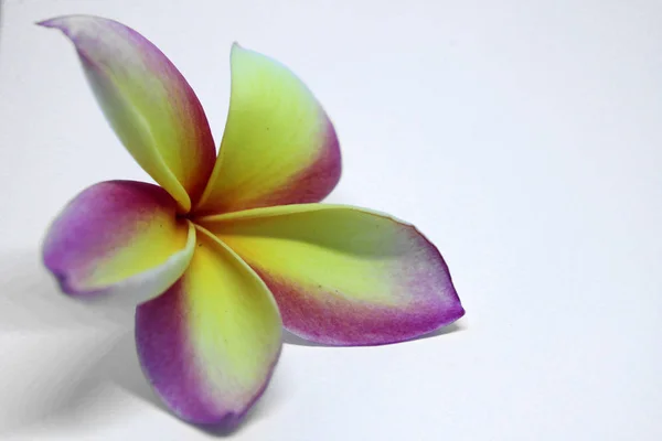 Primer Plano Hermosa Flor Frangipani Amarilla Rosa Aislada Sobre Fondo — Foto de Stock