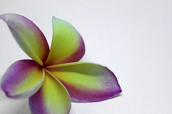 Beyaz Arka Plan Üzerinde Izole Sarı Pembe Güzel Frangipani Çiçeğinin — Stok fotoğraf