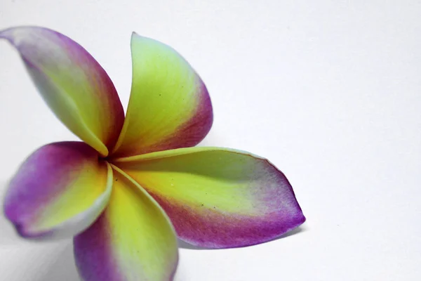 Primo Piano Bel Fiore Frangipani Giallo Rosa Isolato Sfondo Bianco — Foto Stock