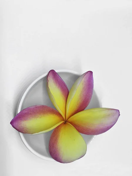 Primer Plano Hermosa Flor Frangipani Amarilla Rosa Aislada Sobre Fondo — Foto de Stock