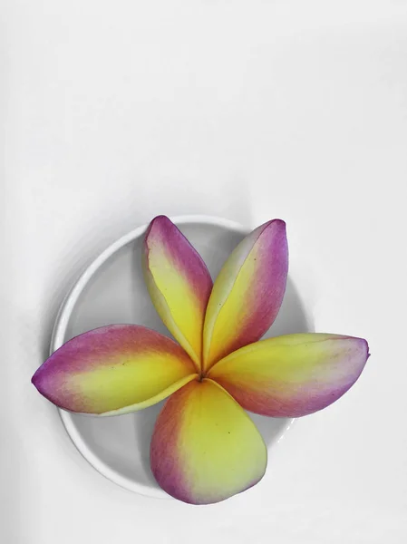 Primo Piano Bel Fiore Frangipani Giallo Rosa Isolato Sfondo Bianco — Foto Stock