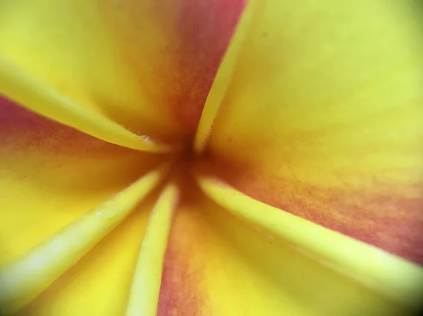 美しい黄色とピンクのプルメリアの花が白い背景で隔離のクローズ アップ — ストック写真