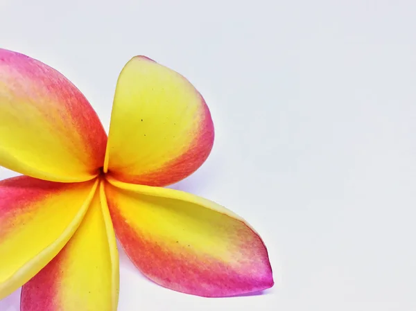 Fechar Bela Flor Frangipani Amarela Rosa Isolada Fundo Branco — Fotografia de Stock