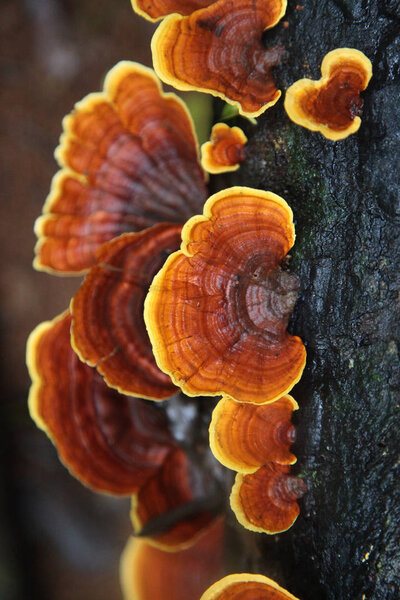 Brown-yellow-white Rot Bark Mushrooms On A Fallen Tree