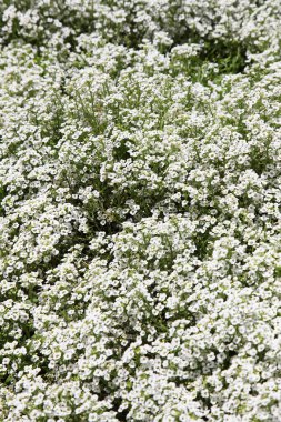 Narin mor merkezli beyaz çiçek Alysium 'a yakın çekim
