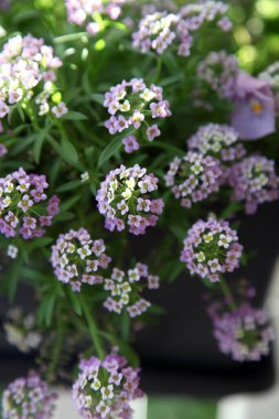 Narin mor merkezli beyaz çiçek Alysium 'a yakın çekim