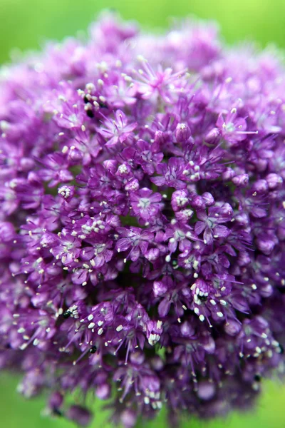 Krásná Fialová Alium Květiny Chalupě Zahrada Sjednoceném Království — Stock fotografie