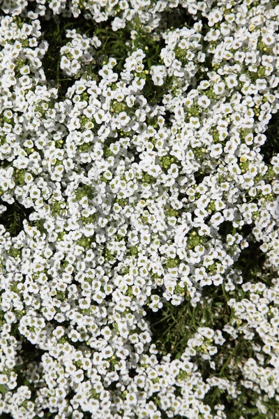 Zbliżenie Białego Kwiatu Alysium Delikatnymi Fioletowymi Środkami — Zdjęcie stockowe