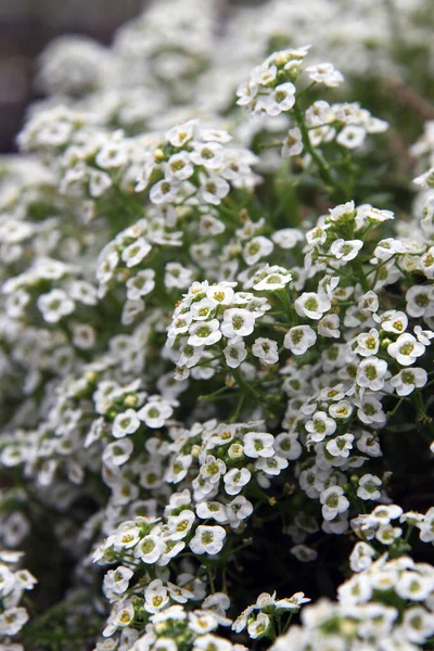 Zbliżenie Białego Kwiatu Alysium Delikatnymi Fioletowymi Środkami — Zdjęcie stockowe