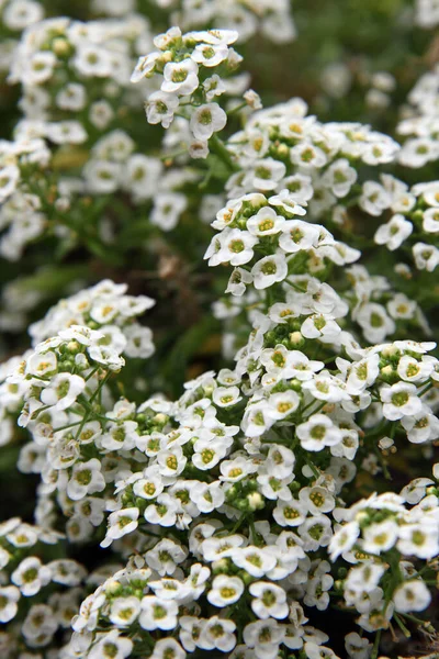 Detailní Záběr Bílého Květu Alysium Jemnými Purpurovými Středy — Stock fotografie