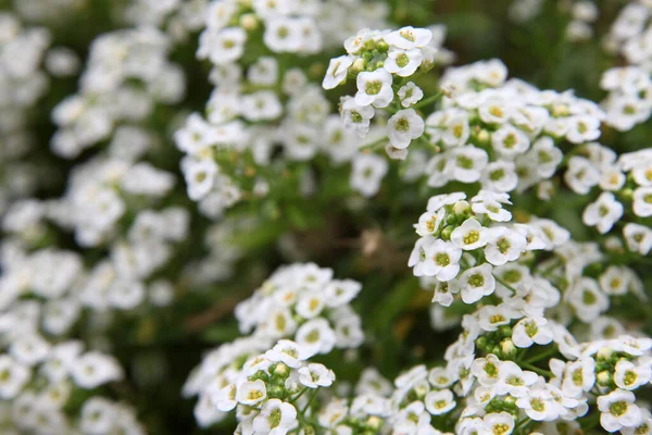 Detailní Záběr Bílého Květu Alysium Jemnými Purpurovými Středy — Stock fotografie