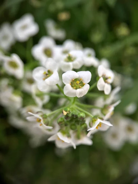 Detailní Záběr Bílého Květu Alysium Jemnými Purpurovými Středy — Stock fotografie