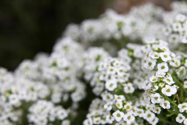 Zbliżenie Białego Kwiatu Alysium Delikatnymi Fioletowymi Środkami — Zdjęcie stockowe