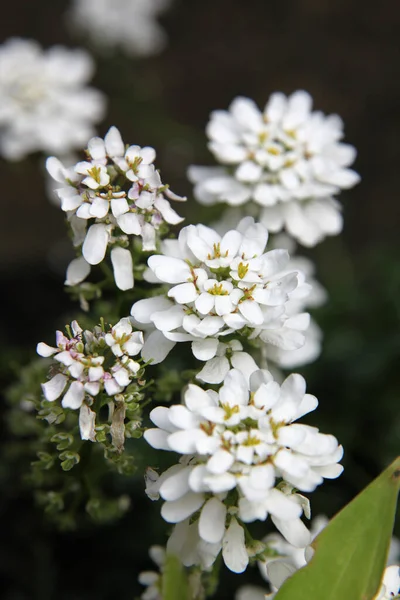 Primo Piano Fiore Bianco Alysium Con Delicati Centri Viola — Foto Stock