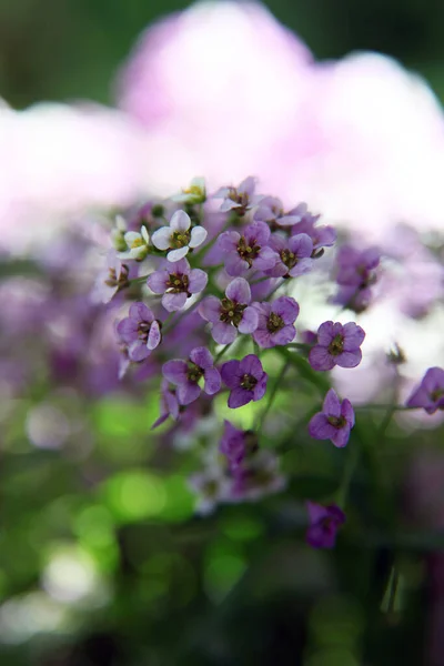 Close Van Witte Bloem Alysium Met Delicate Paarse Centra — Stockfoto