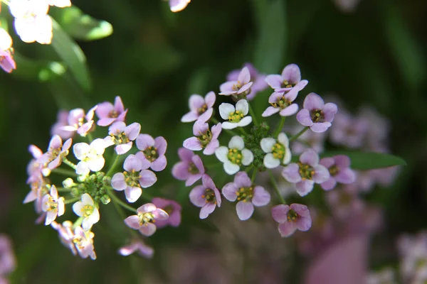 Detailní Záběr Bílého Květu Alysium Jemnými Purpurovými Středy — Stock fotografie