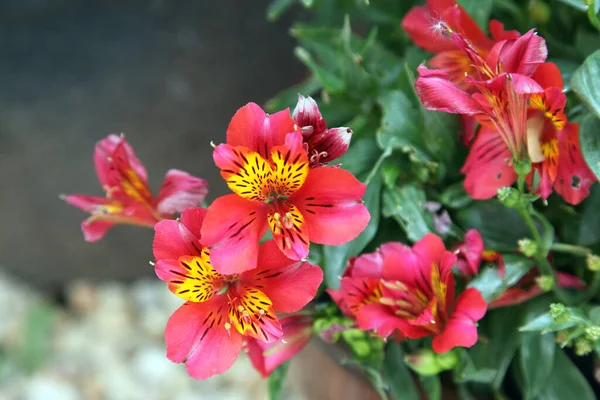 Hermosa Flor Alstroemeria Con Pétalos Rosas Naranjas Con Hojas Verdes —  Fotos de Stock
