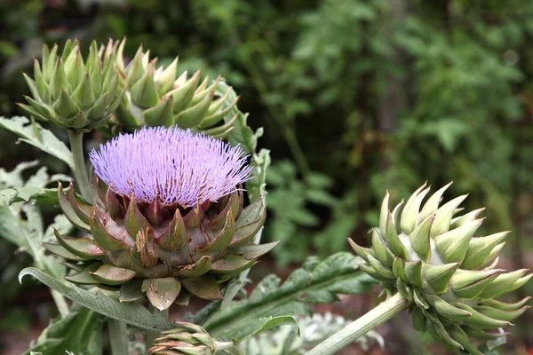 Healthy Artichoke Flowers Growing Tropical Queensland Garden — Stock Photo, Image