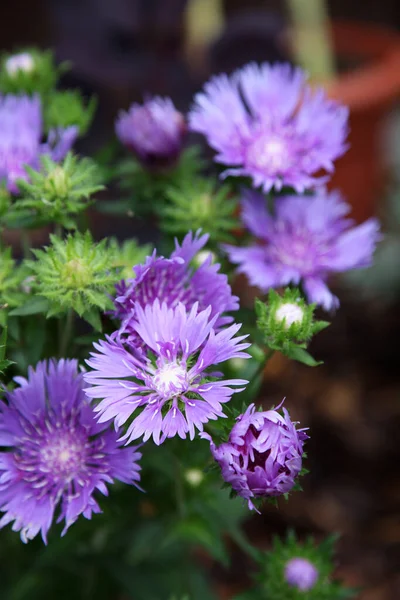 Detailní Záběr Krásné Fialové Aster Květiny Venkovní Zahradě — Stock fotografie