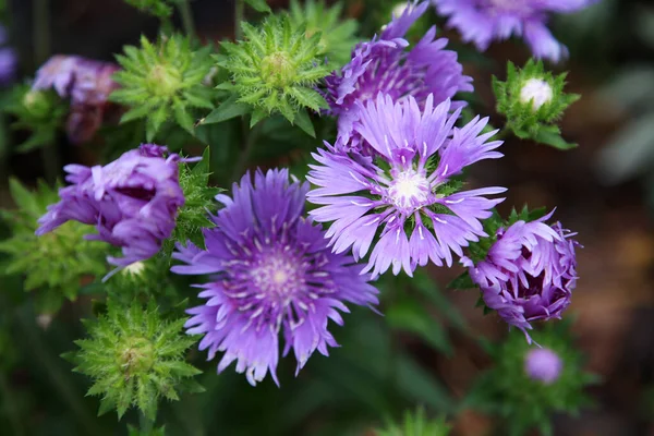 Zbliżenie Piękne Purpurowe Aster Kwiaty Ogrodzie Świeżym Powietrzu — Zdjęcie stockowe