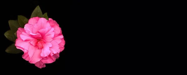 Vackra Ljusrosa Azalea Blommor — Stockfoto